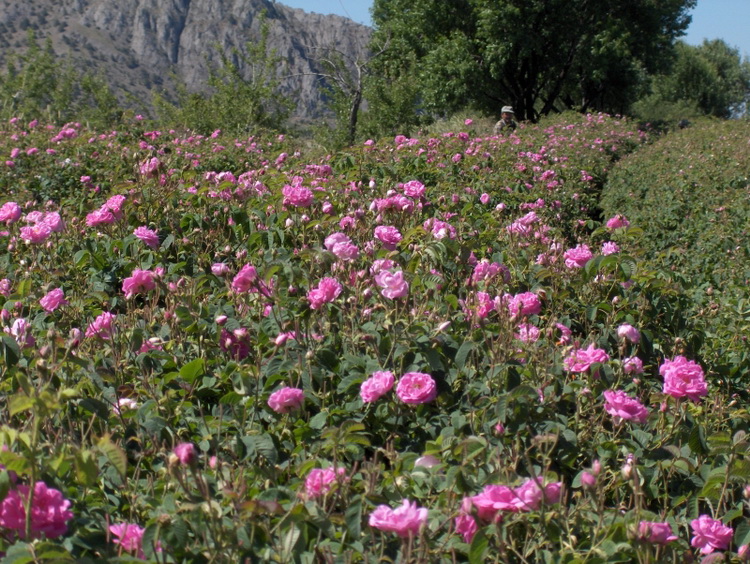 Champ de rosa damascena en Turquie
